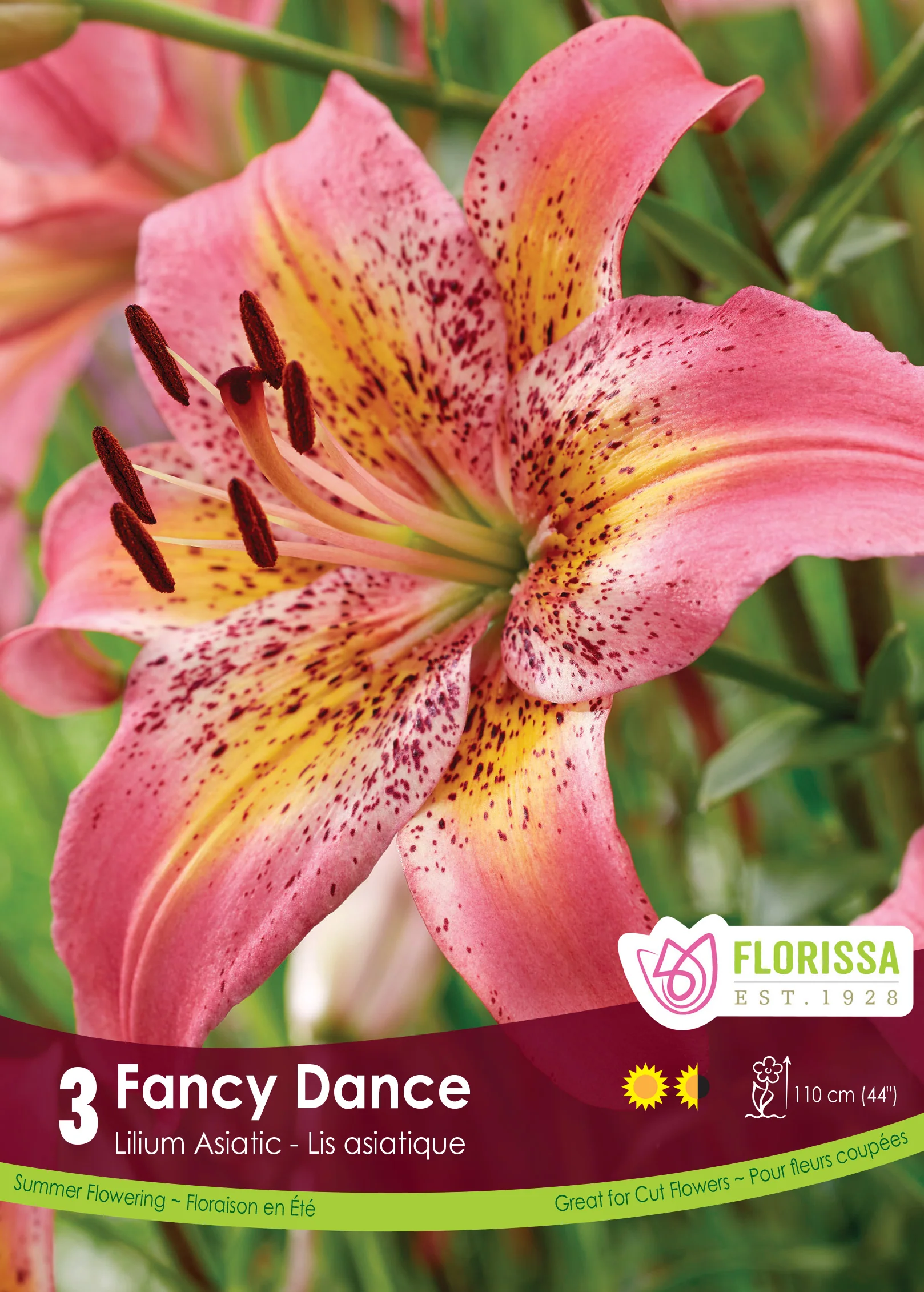 New Spring Planting Bulbs